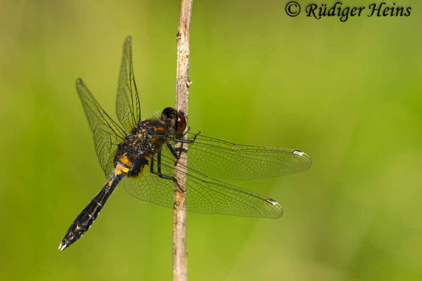 Leucorrhinia caudalis (Zierliche Moosjungfer) junges Männchen, 21.5.2017