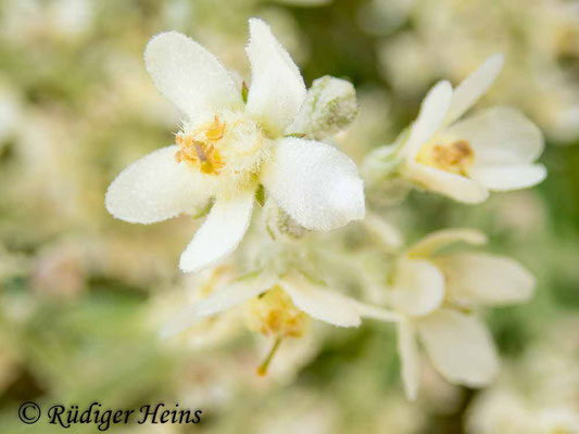 Verbascum lychnitis (Mehlige Königskerze), 20.7.2021 - Olympus Tough TG-5