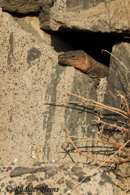 Gallotia stehlini (Gran-Canaria-Rieseneidechse) Männchen