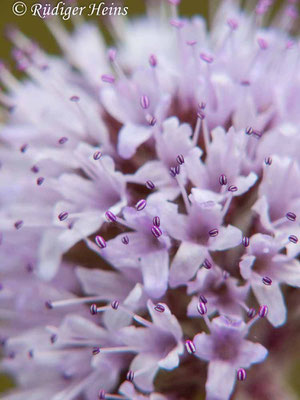 Mentha aquatica (Wasserminze), 8.8.2009