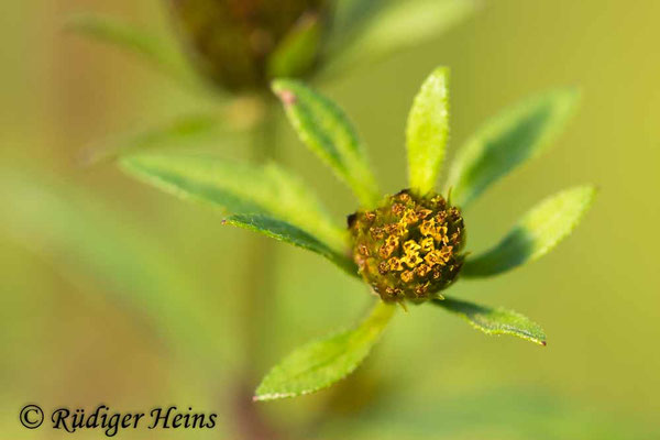 Bidens tripartita (Dreiteiliger Zweizahn), 8.9.2025