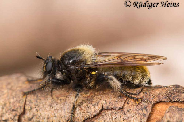 Laphria flava (Gelbe Mordfliege) Weibchen, 22.7.2020