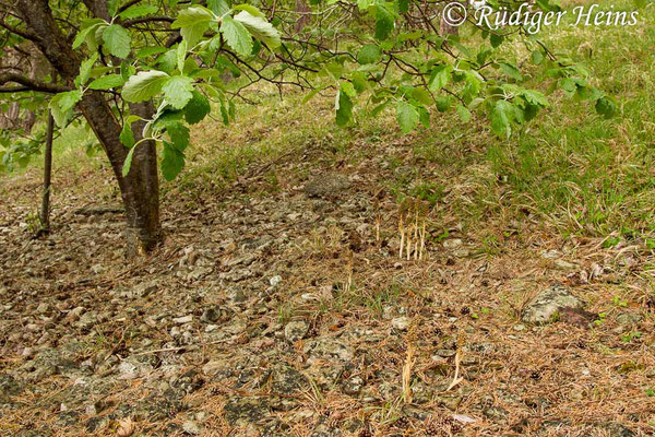 Neottia nidus-avis (Vogel-Nestwurz) Habitat, 30.5.2014