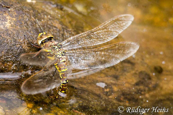Aeshna juncea, Torf-Mosaikjungfer, Eiablage