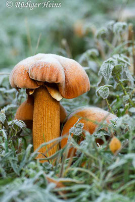 Phaeolepiota aurea (Goldfarbener Glimmerschüppling), 1.11.2019