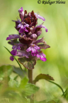 Ajuga reptans (Kriechender Günsel), 5.5.2020