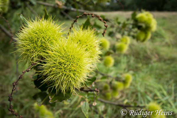 Castanea sativa, Edelkastanie