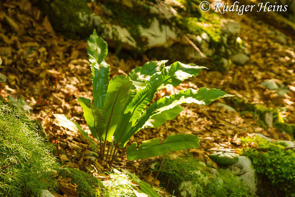 Asplenium scolopendrium (Hirschzunge), 30.6.2016