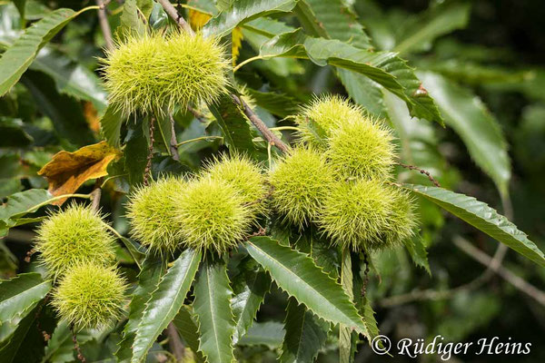 Castanea sativa, Edelkastanie