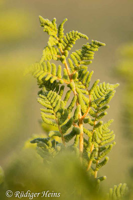 Osmunda regalis (Königsfarn), 8.6.2020
