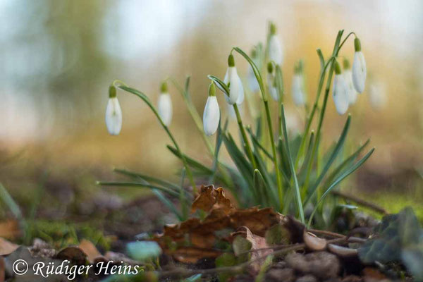 Galanthus nivalis (Schneeglöckchen)