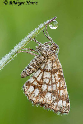 Chiasmia clathrata (Gitterspanner), 24.5.2009