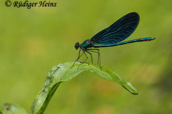 Calopteryx virgo (Blauflügel-Prachtlibelle) Männchen, 24.6.2023