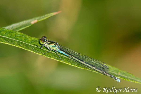 Erythromma viridulum (Kleines Granatauge) Weibchen, 29.6.2018