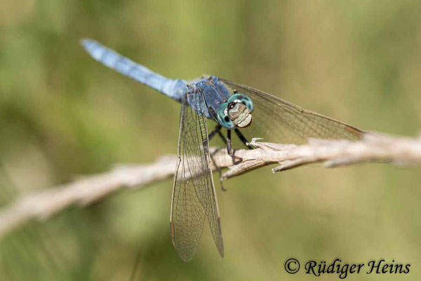 Orthetrum coerulescens anceps (Südöstlicher Kleiner Blaupfeil) Männchen, 4.10.2017