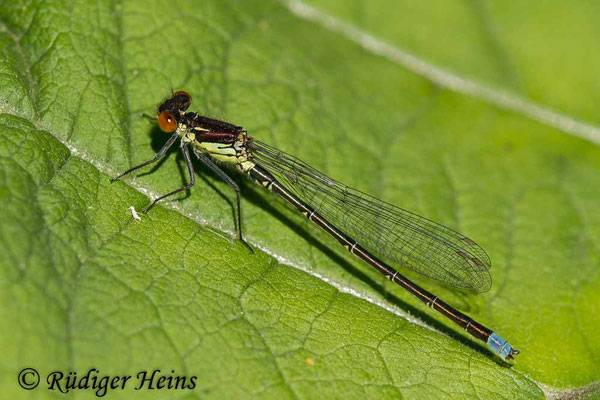 Erythromma najas (Großes Granatauge) Männchen, 29.5.2020