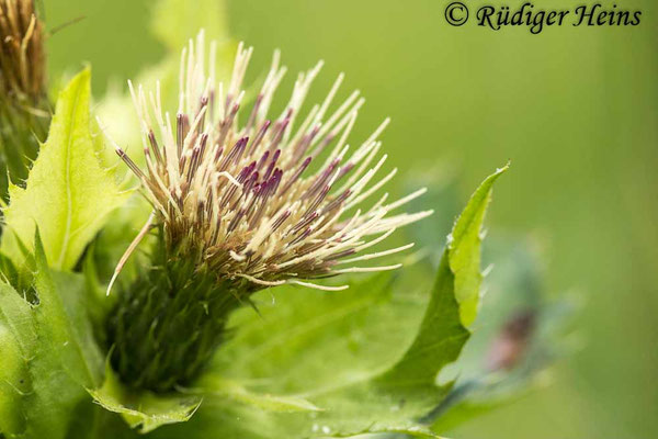 Cirsium oleraceum (Kohl-Kratzdistel)