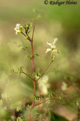 Ceratocapnos claviculata, Rankender Lerchensporn