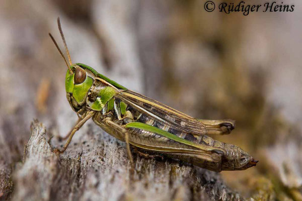 Stenobothrus stigmaticus (Kleiner Heidegrashüpfer) Weibchen, 24.8.2020