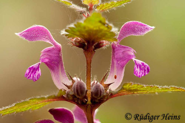 Lamium maculatum (Gefleckte Taubnessel), 5.4.2011