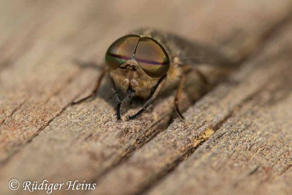 Tabanus bovinus (Rinderbremse), 4.7.2023