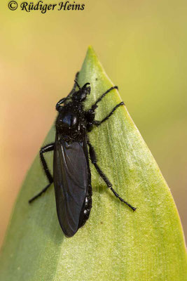 Bibio marci (Märzfliege) Weibchen, 5.5.2020