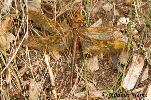 Aeshna grandis, Braune Mosaikjungfer, Weibchen
