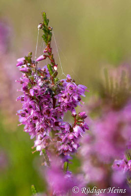 Calluna vulgaris, Besenheide