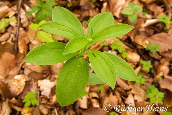 Lilium martagon (Türkenbund)