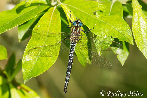 Brachytron pratense, Früher Schilfjäger, Männchen