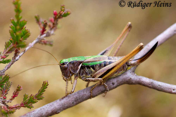 Metrioptera brachyptera (Kurzflügelige Beißschrecke) Weibchen, 14.9.2018