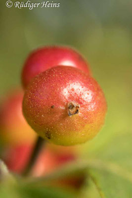 Rote Heckenkirsche (Lonicera xylosteum) Beere, 28.6.2023 - Lupenobjektiv 65mm f/2.8