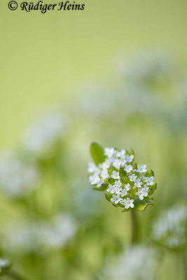 Valerianella locusta, Gewöhnlicher Feldsalat