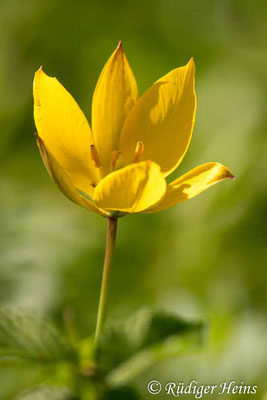 Tulipa sylvestris (Wilde Tulpe), 3.5.2023