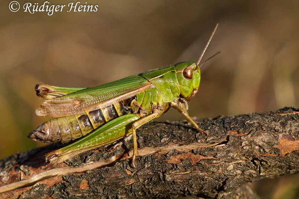 Omocestus viridulus (Bunter Grashüpfer) Weibchen, 11.9.2017