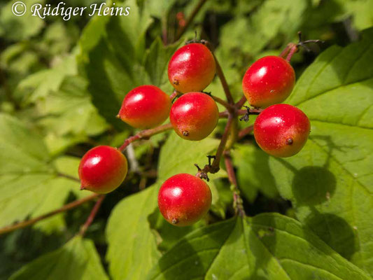 Viburnum opulus (Gemeiner Schneeball), 28.7.2022