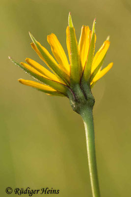 Tragopogon pratensis (Wiesen-Bocksbart)