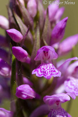 Dactylorhiza sphagnicola (Torfmoos-Knabenkraut), 26.5.2017