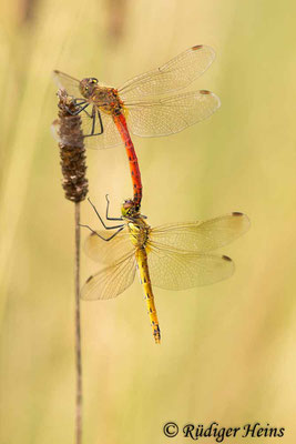 Sympetrum depressiusculum (Sumpf-Heidelibelle) Tandem, 28.8.2019