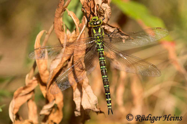 Aeshna cyanea (Blaugrüne Mosaikjungfer) Weibchen, 13.9.2019