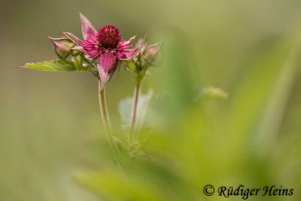 Potentilla palustris (Sumpf-Blutauge), 3.8.2021