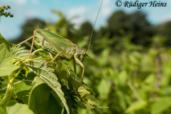 Tettigonia cantans (Zwitscherheupferd) Männchen, 19.8.2019