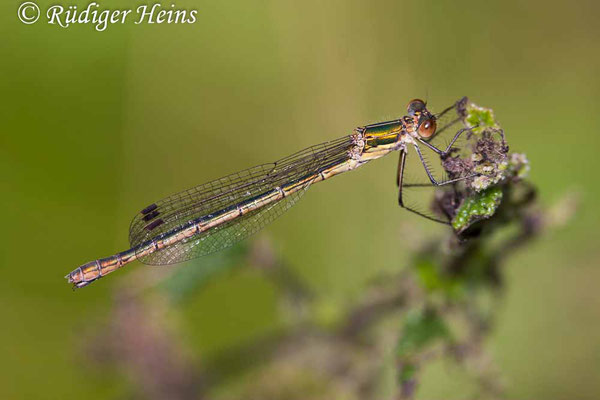 Lestes sponsa (Gemeine Binsenjungfer) Weibchen, 13.8.2006