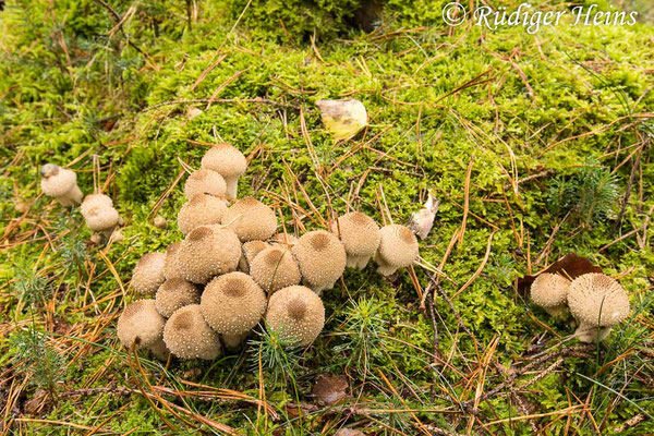 Lycoperdon perlatum (Flaschen-Stäubling), 21.10.2024