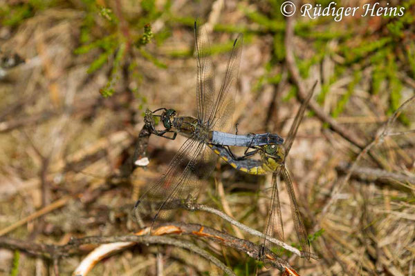Orthetrum cancellatum (Großer Blaupfeil) Paarung