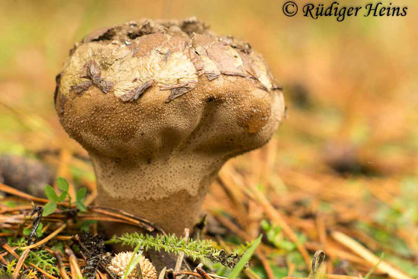 Lycoperdon excipuliforme (Beutel-Stäubling), 11.10.2017