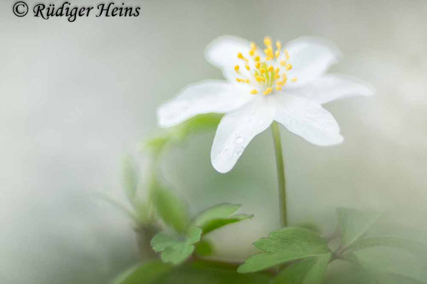 Buschwindröschen (Anemone nemorosa), 5.4.2024 - Colorplan Dia-Projektionsobjektiv 90mm f/2,5