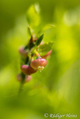 Vaccinium myrtillus (Heidelbeere), 3.5.2025