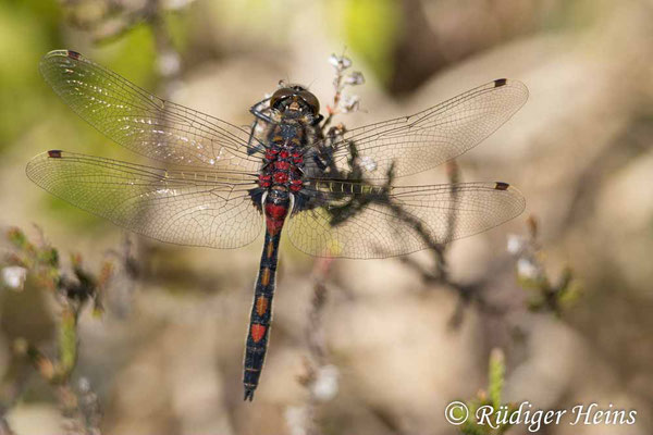 Leucorrhinia rubicunda (Nordische Moosjungfer) Männchen, 15.5.2025