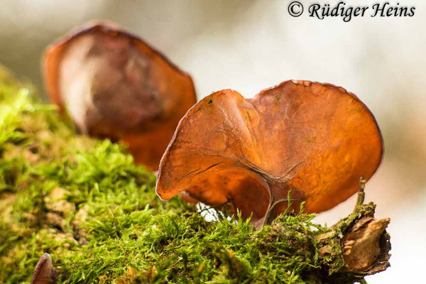 Judasohr (Auricularia auricula-judae), 15.12.2021 - Telefogar 90mm f/3.5